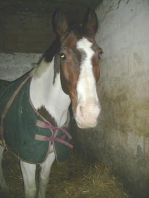 el pinto 