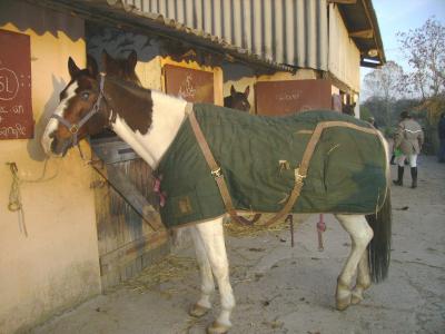 loulou